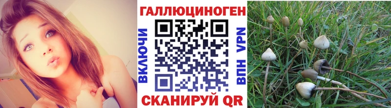 Галлюциногенные грибы Psilocybe Алексин